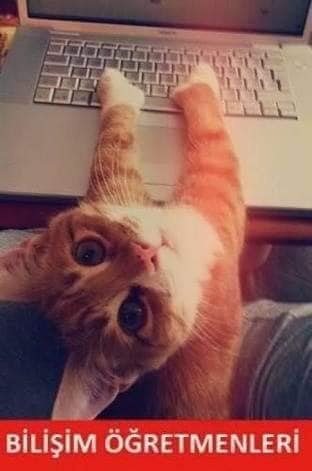 Kediler Öğretmen Olursa