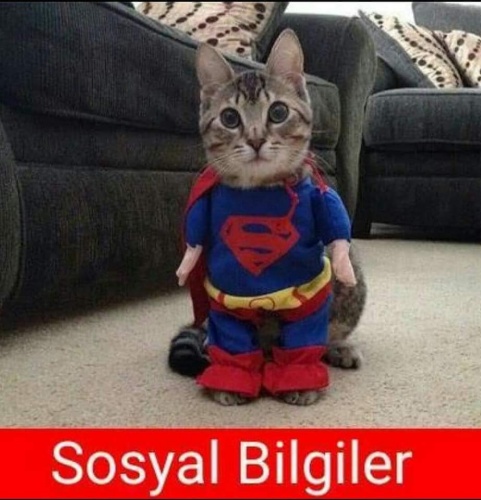 Kediler Öğretmen Olursa