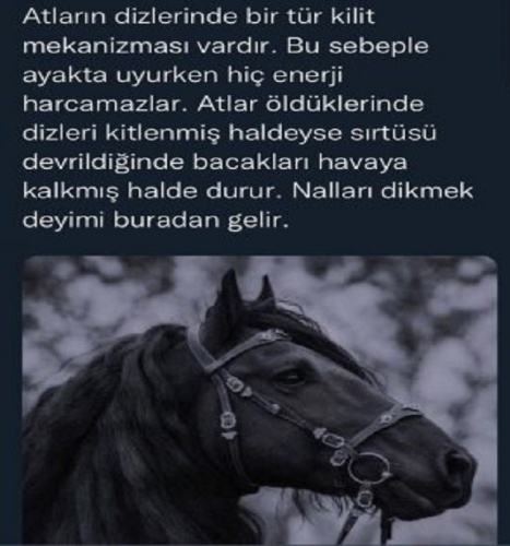 Pabucu Dama Atılmak, Nalları Dikmek, Bulunmaz Hint Kumaşı… İşte Bazı ‘Deyimlerin’ Öyküsü