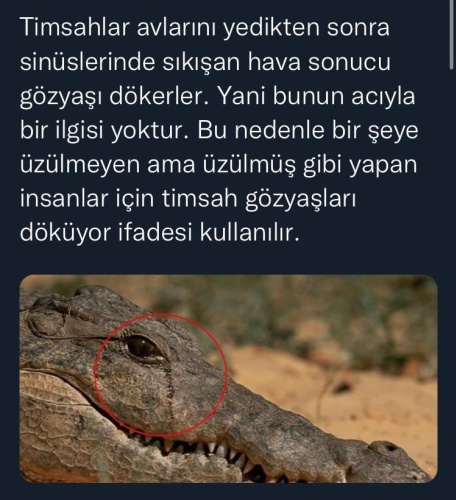 Pabucu Dama Atılmak, Nalları Dikmek, Bulunmaz Hint Kumaşı… İşte Bazı ‘Deyimlerin’ Öyküsü