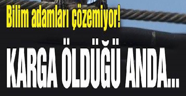 Bir Karganın Ölümünün Ardından Neler Oluyor? İşte şok Olacağınız Gerçekler