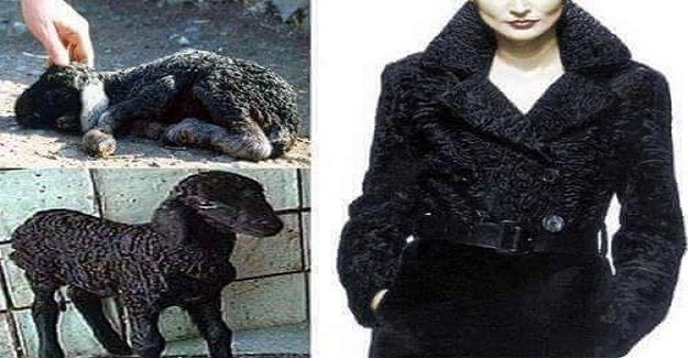 BUNLARI BİLİYOR MUYDUN? ASTRAGAN KÜRK TAM BİR VAHŞETTİR!