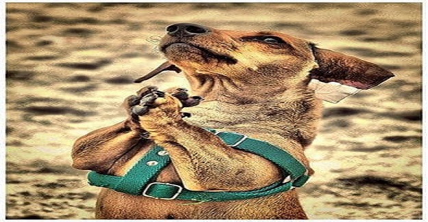 Köpeğin duası