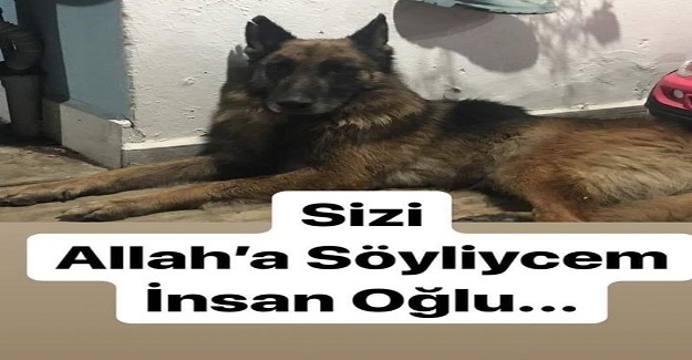 SİZ ONLARI TERK ETTİKTEN SONRASINI BİR KÖPEĞİN GÖZÜNDEN OKUYUN...