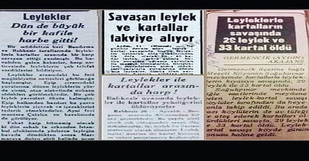 Yıl 1934 Haziran Ayı .Leylek yavruları yumurtadan çıkalı henüz bir ay olmuştu