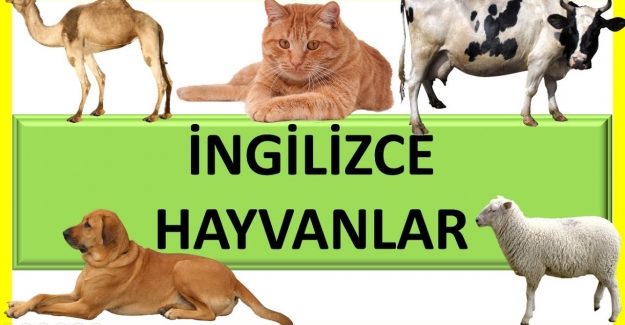 İngilizce Hayvan İsimleri Okunuşu ve Yazılışı Nasıldır?