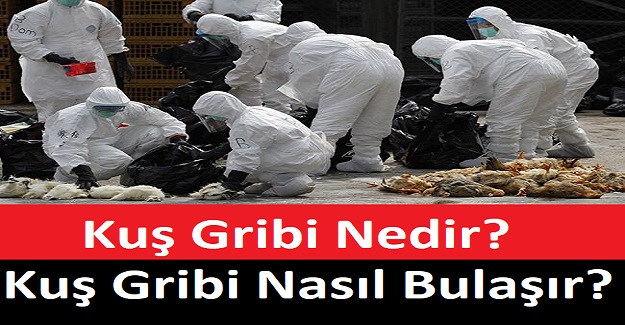 Korona Bitmeden Bu Kez de Kuş Gribi Ortaya Çıktı. Kuş Gribi Nedir? Kuş Gribi Nasıl Bulaşır?