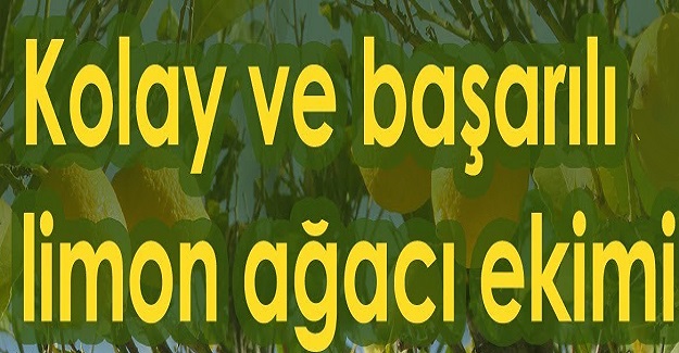 Evde Saksıda Limon Ağacı Yetiştirme