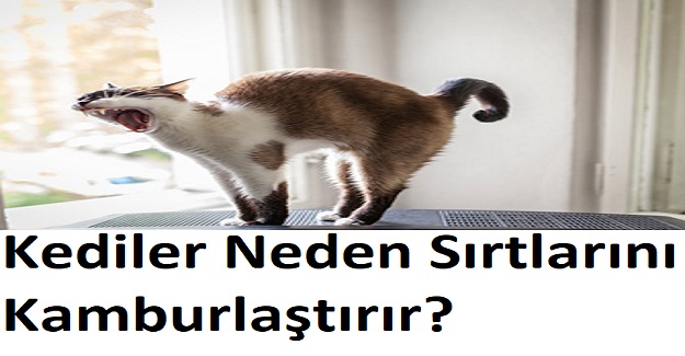 Kediler Neden Sırtlarını Kamburlaştırır?
