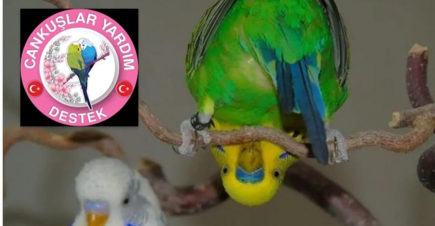 Muhabbet Kuşları Hangi Sıcaklıkta Bakılmalı