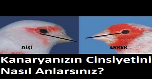 Kanaryanızın Cinsiyetini Nasıl Anlarsınız?