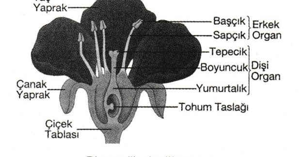 Çiçekli Bitkilerde Üreme Nasıl Olur?