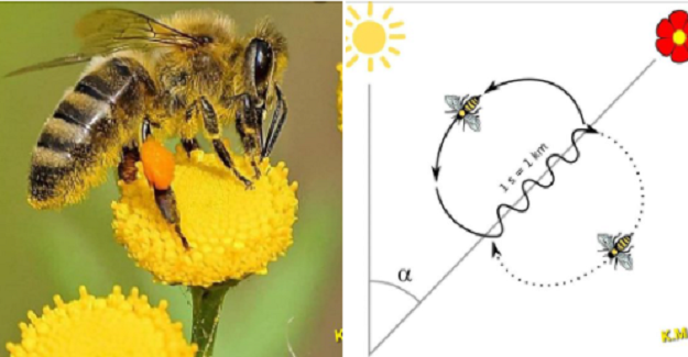 Okula bir bal arısını öğrenci olarak koyarsanız, beden eğitimi, coğrafya ve geometride çok başarılı olurlar! 