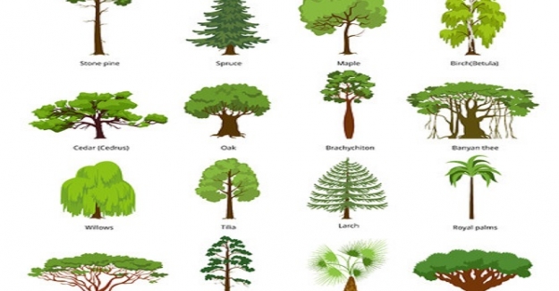 Ağaç ve Bitki Türleri Adları Alfabetik