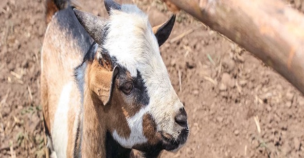 Bayramda Çocuğun Yanında Kurban Kesilmeli midir?