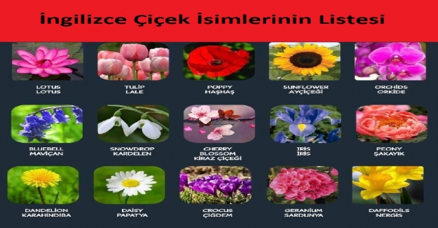 İngilizce Çiçek İsimlerinin Listesi