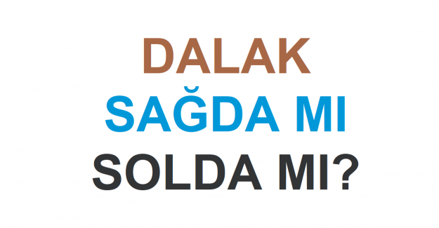 Dalak Sağda mı, Solda mı?