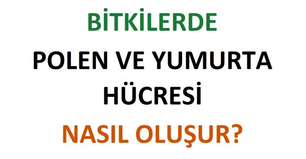 Bitkilerde Polen ve Yumurta Hücresi Nasıl Oluşur?