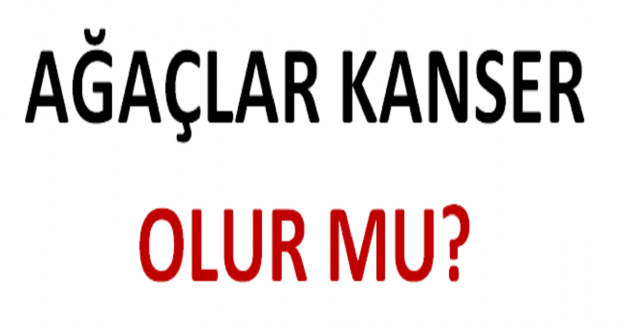 Ağaçlar Kanser Olur mu?