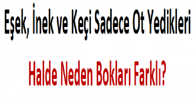 Eşek, İnek ve Keçi Sadece Ot Yedikleri Halde Neden Bokları Farklı?