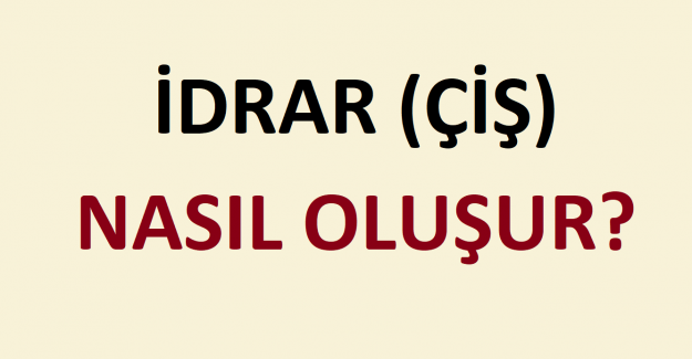 İdrar (Çiş) Nasıl Oluşur?