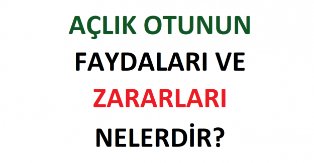 Açlık Otunun Faydaları ve Zararları Nelerdir?