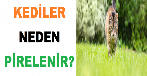 Kediler Neden Pirelenir?