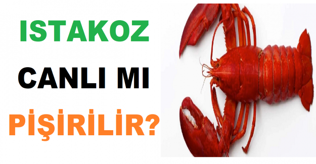 Istakoz Canlı mı Pişirilir?