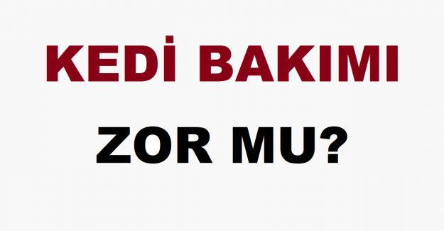 Kedi Bakımı Zor mu?