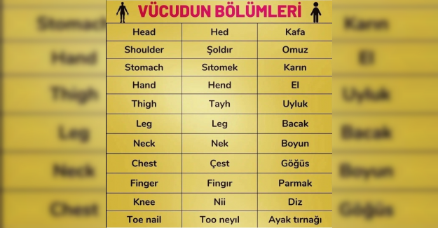 İngilizce Vücudun Bölümleri