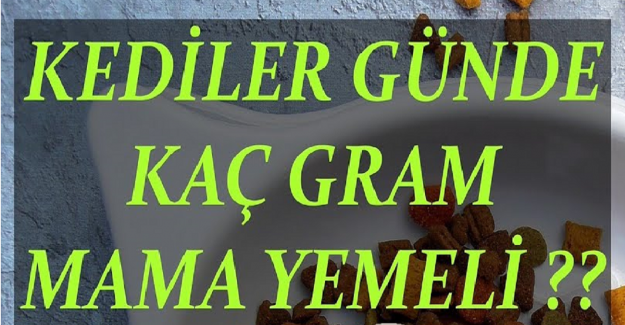 Kedilere Günlük Ne Kadar Mama Verilmeli?