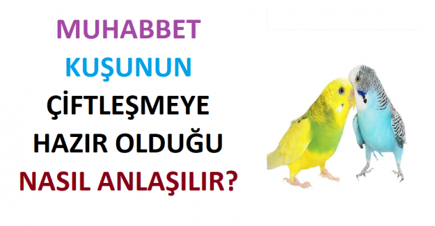 Muhabbet Kuşunun Çiftleşmeye Hazır Olduğu Nasıl Anlaşılır?