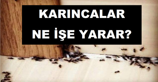 Karıncalar Ne İşe Yarar?