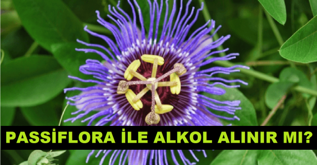 Passiflora Şurup Alkolle Alınır mı?