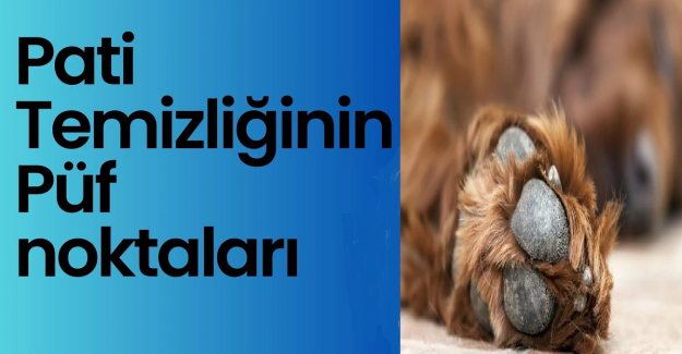 Dışarıdan Gelince Köpeklerin Patileri Nasıl Temizlenmeli?