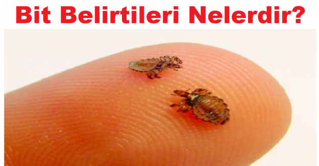 Bit Belirtileri Nelerdir?