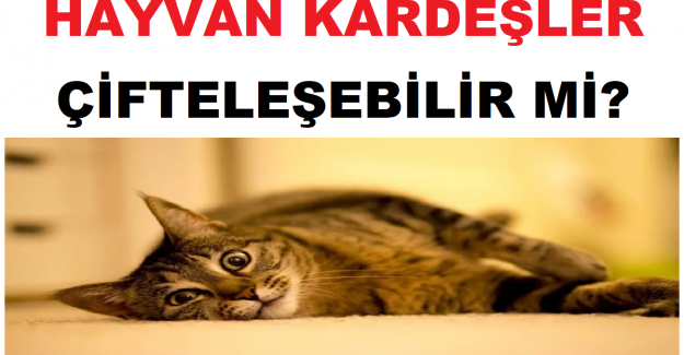 Hayvan Kardeşler Çifteleşebilir mi?