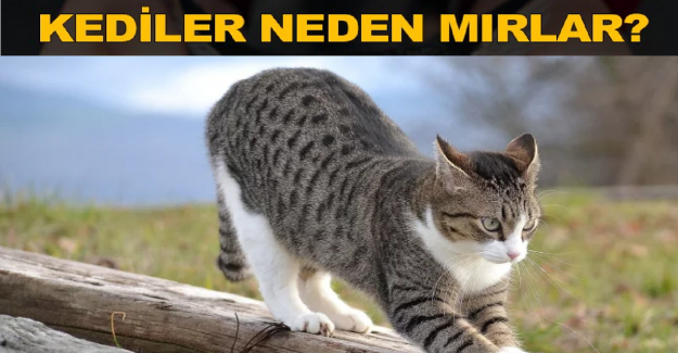 Kediler Neden Mırlar?