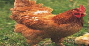 ABD ve İngiltere’de ilkokul çocuklarına okutulan, Rus kökenli bir halk masalı var.