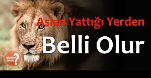 Aslan Yattığı Yerden Belli Olur Atasözünün Anlamı