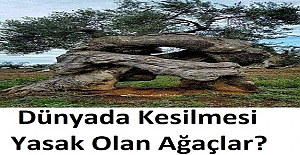Dünyada Kesilmesi Yasak Olan Ağaçlar?