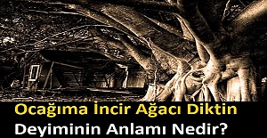 İncir Ağacı Neden Tehlikeli Bir Ağaçtır? Ocağıma İncir Ağacı Diktin Deyiminin Anlamı Nedir?