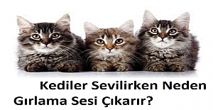 Kediler Sevilirken Neden Gırlama Sesi Çıkarır? Kediler Neden Gaz Yapar?