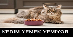 Kedim Yemek Yemiyor? Ne Yapabilirim?