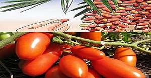 Meyve Ve Sebzelerin Olgunlaşma Tarihleri? Hangi Meyve Sebze Hangi Ayda Yenir?