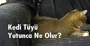 Kedi Tüyü Yutmak Zararlı mı?