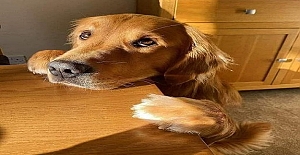 Eğer bir köpek senin öğretmenin olsaydı, şöyle şeyler öğrenirdin