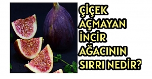 BÜTÜN MEYVE AĞAÇLARI ÇİÇEK AÇARKEN İNCİR AĞACI NEDEN ÇİÇEK AÇMAZ
