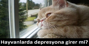 Hayvanlarda depresyona girer mi?