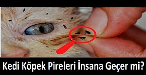 Kedi Köpek Pireleri İnsana Geçer mi?